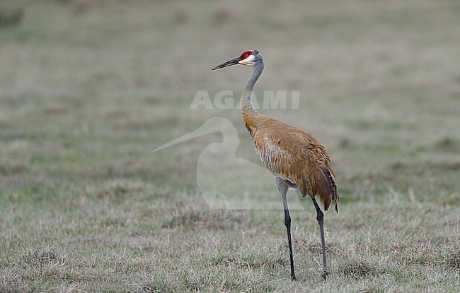 Florida Sandhill Crane, Grus canadensis pratensis, sub-adult in Florida USA stock-image by Agami/Helge Sorensen,