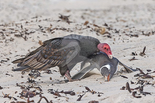 Turkey Vulture (Cathartes aura falklandicus) eating from a dead Gentoo Penguin (Pygoscelis papua papua) lying on the beach on the Falkland islands. stock-image by Agami/Pete Morris,