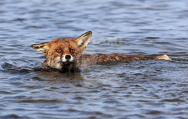 Een zwemmende vos A swimming Red Fox stock-image by Agami/Jacques van der Neut,