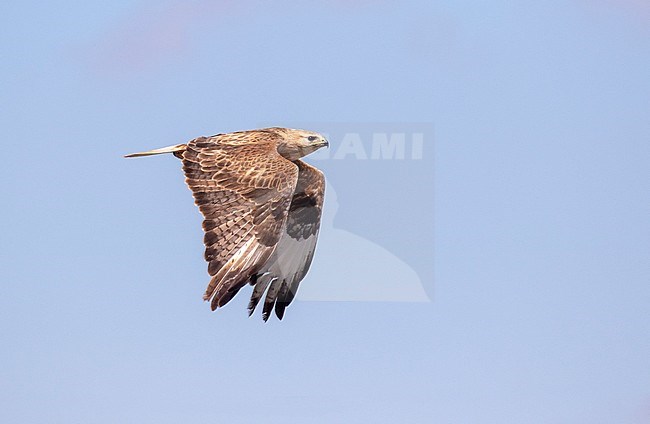 Long-legged Buzzard (Buteo rufinus) in flight stock-image by Agami/Pete Morris,