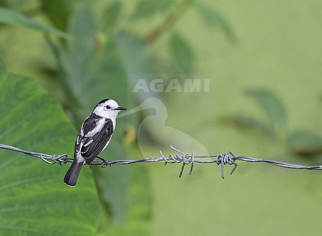 Pied water tyrant, Fluvicola pica, on Trinidad. stock-image by Agami/Pete Morris,