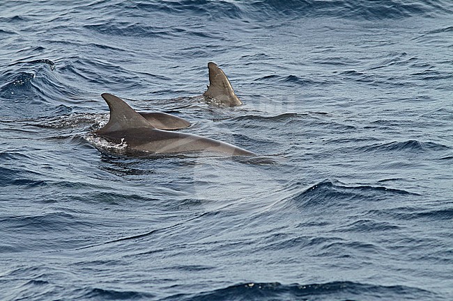 Pygmy Killer Whale (Feresa attenuata) a poorly known and rarely seen oceanic dolphin. stock-image by Agami/Pete Morris,