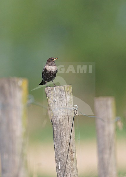 Ring Ouzel (Turdus torquatus torquatus) on stopover spring migration sitting on a pole stock-image by Agami/Ran Schols,