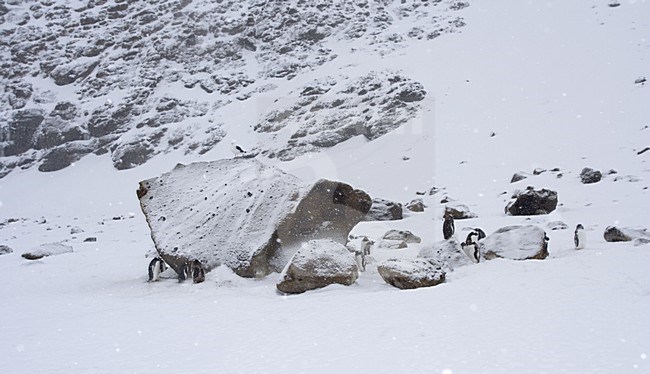 Adelie Penguin in the snow; Adelie Pinguin in de sneeuw stock-image by Agami/Marc Guyt,