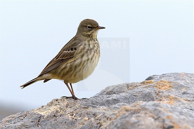 Oeverpieper, Rock Pipit, Anthus petrosus stock-image by Agami/Daniele Occhiato,