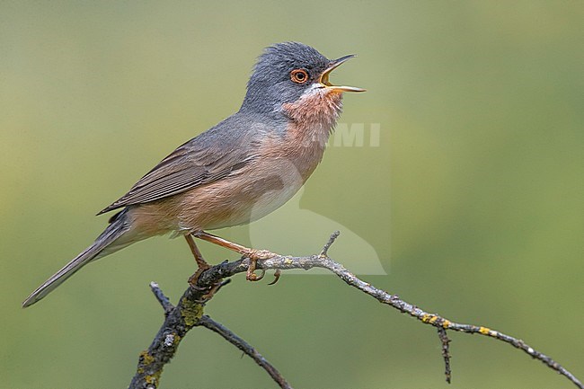 Moltoni's Warbler (Sylvia subalpina) male perched on a branch and singing stock-image by Agami/Daniele Occhiato,