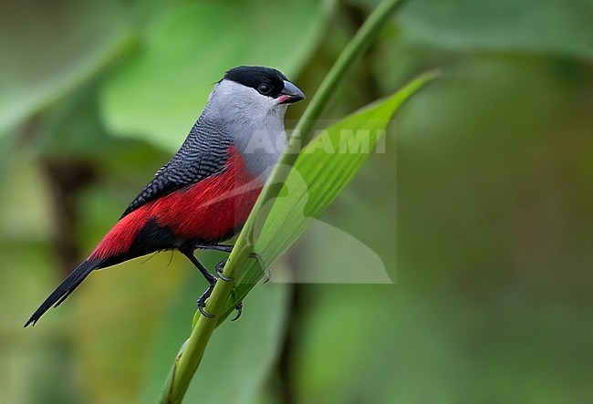 Adult Black-headed Waxbill (Estrilda atricapilla) perched on a branch in a rainforest in Equatorial Guinea. stock-image by Agami/Dubi Shapiro,