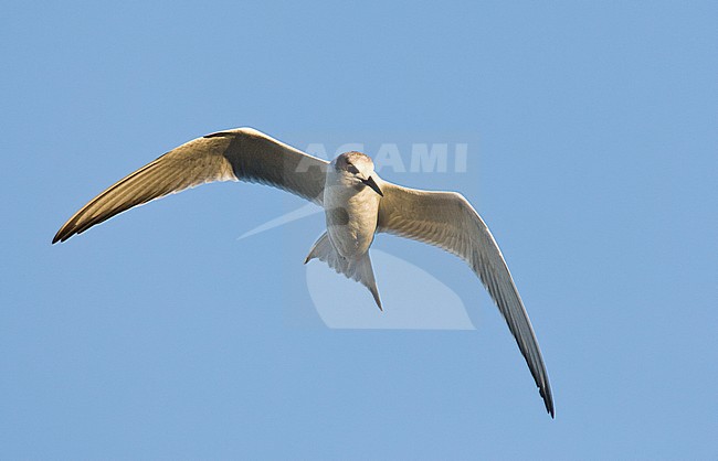 Forsters Stern; Forster's Tern (Sterna forsteri) stock-image by Agami/Marc Guyt,