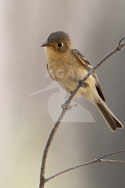 Buff-breasted Flycatcher (Empidonax fulvifrons) in North-America. stock-image by Agami/Dubi Shapiro,