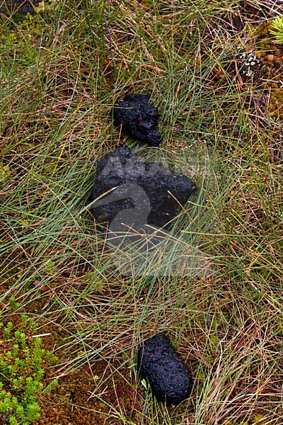 Bruine Beer in bos, Brown Bear in forest stock-image by Agami/Menno van Duijn,