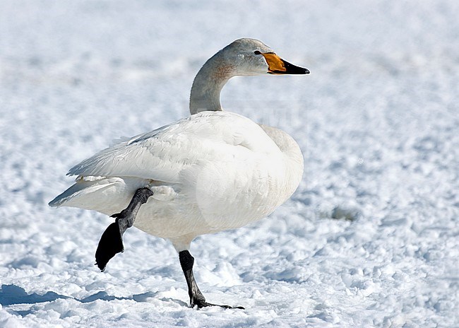 Whooper Swan, Cygnus cygnus in the snow at Hokkaido (Japan) stock-image by Agami/Roy de Haas,