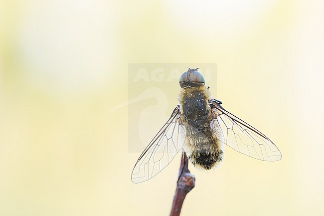 Villa hottentotta - Hottentotten-Fliege, Germany (Baden-Württemberg), imago, male stock-image by Agami/Ralph Martin,