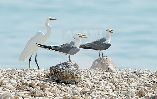 Crested Tern (Sterna bergii) on the beach stock-image by Agami/Dick Forsman,