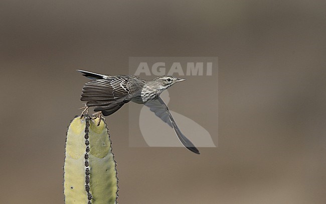 Berthelot's Pipit (Anthus berthelotii berthelotii) taking off from a cactus at la Rasca, Tenerife, Canary Islands stock-image by Agami/Helge Sorensen,