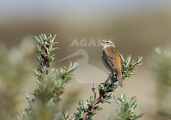 Zingende Rietzanger; Singing Sedge Warbler stock-image by Agami/Arie Ouwerkerk,