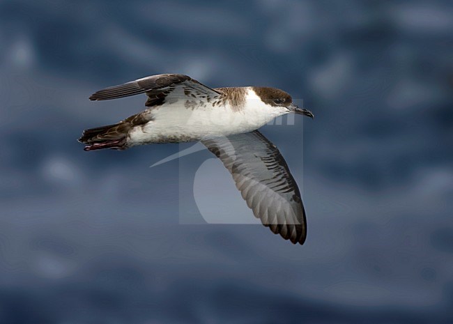Grote Pijlstormvogel op volle zee; Great Shearwater out at sea stock-image by Agami/Marc Guyt,