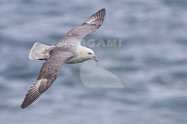 Northern Fulmar (Fulmarus glacialis auduboni) at the coastal breeding colony on Iceland. stock-image by Agami/Daniele Occhiato,