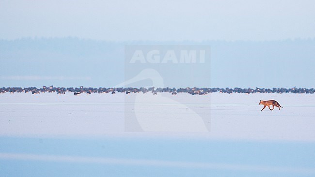 Red Fox (Vulpes vulpes) in front of a flock of Tundra bean geese in Germany stock-image by Agami/Ralph Martin,