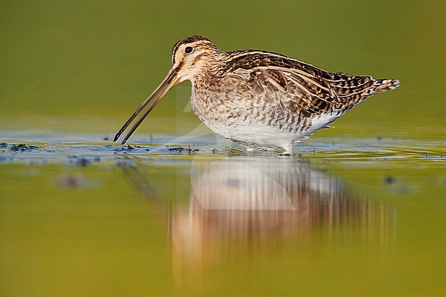 Common Snipe (Gallinago gallinago), side view of an adult standing in the water, Campania, Italy stock-image by Agami/Saverio Gatto,