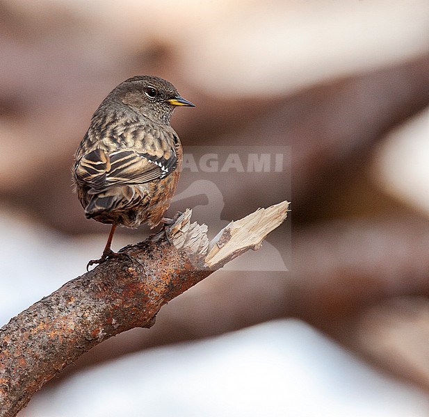 Alpine accentor (Prunella collaris nipalensis) near Pangot, central Himalayas, India. Possibly this subspecies. stock-image by Agami/Marc Guyt,