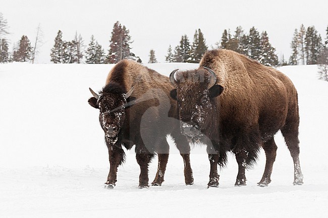 Amerikaanse bizons staand in sneeuw in Yellowstone National Park; American bison standing in snow at Yellowstone National Park stock-image by Agami/Caroline Piek,