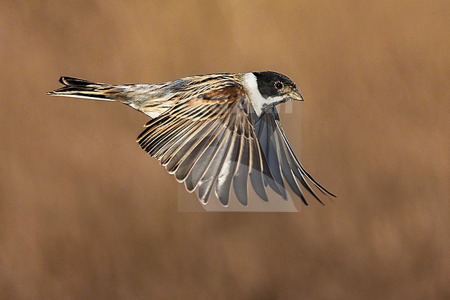 Wintering male Common reed bunting (Emberiza schoeniclus) in Italy. Bird in flight. stock-image by Agami/Daniele Occhiato,