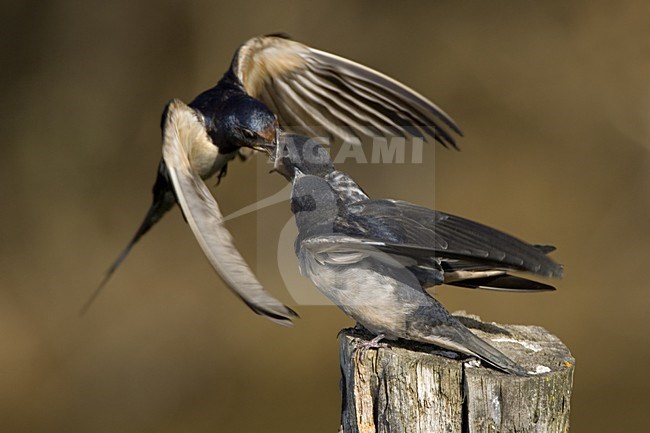 Barn Swallow feeding its young; Boerenzwaluw jongen voerend stock-image by Agami/Daniele Occhiato,