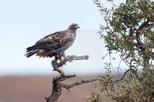 Adult
Santa Barbara Co., CA
November 2023 stock-image by Agami/Brian E Small,