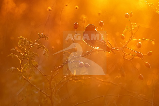 Male Black Redstart (Phoenicurus ochruros gibraltariensis) in Italy. stock-image by Agami/Daniele Occhiato,