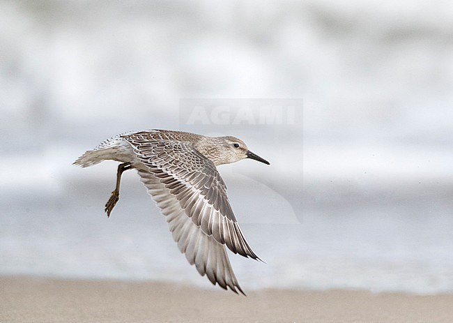 First-winter Red Knot (Calidris canutus) taking off from the North Sea beach on Vlieland in the Netherlands. stock-image by Agami/Marc Guyt,