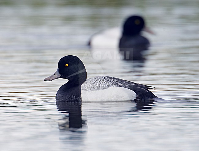 Adult mannetje Topper zwemmend; Adult male Greater Scaup swimming stock-image by Agami/Markus Varesvuo,