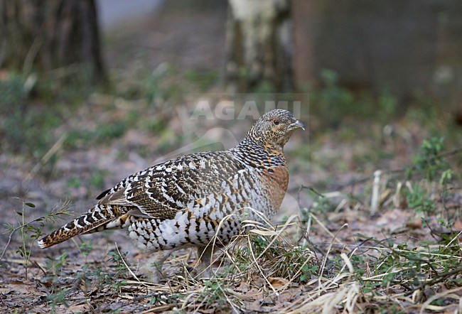 Vrouwtje Auerhoen op de grond; Female Western Capercaillie on the ground stock-image by Agami/Markus Varesvuo,