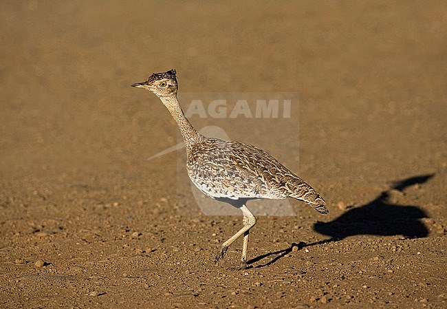Red-crested Korhaan (Lophotis ruficrista) crossing dirt road in Kruger National Park in South Africa. stock-image by Agami/Marc Guyt,