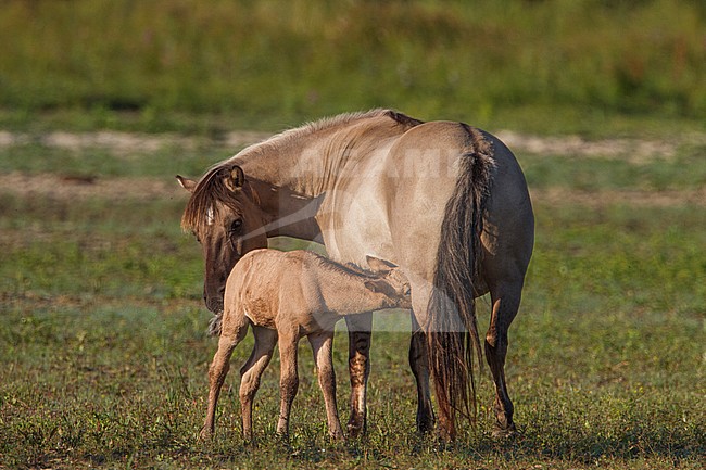 Konikpaard met drinkend veulen; Wild Horse with suckling foal stock-image by Agami/Menno van Duijn,