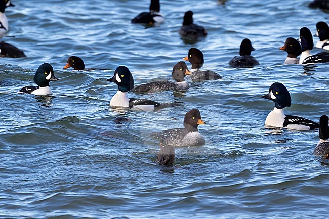 A big group of both drakes and females Barrow’s Goldeneye just off  the shore at Stanley Park, Vancouver, British Colombia, Canada. stock-image by Agami/Jacob Garvelink,
