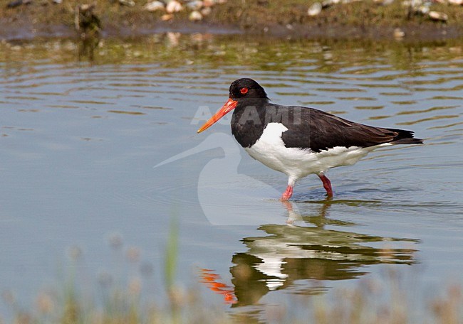 Scholekster lopend in water, Eurasian Oystercatcher wading stock-image by Agami/Roy de Haas,