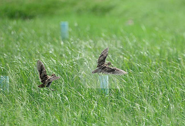Pintail Snipe, Royal Project, Pak Thale, Thailand stock-image by Agami/Helge Sorensen,