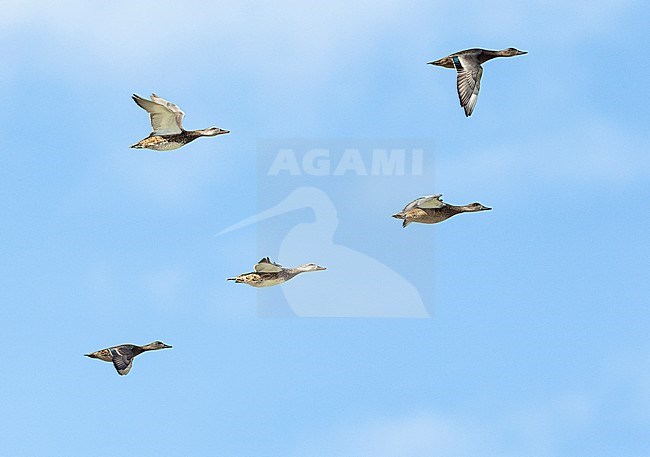 Adult eclipse Falcated Ducks (Mareca falcata) in flight with Gadwalls (Mareca strepera) in Mongolia stock-image by Agami/Mathias Putze,
