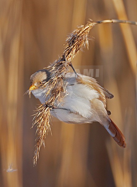 Baardman foeragerend in rietveld; Bearded Reedling foraging in reedbed stock-image by Agami/Markus Varesvuo,