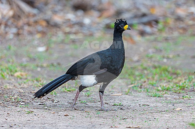 Bare-faced Curassow, Crax fasciolata fasciolata, male walking on the ground in the Pantanal, Brazil - Vulnerable species stock-image by Agami/Andy & Gill Swash ,