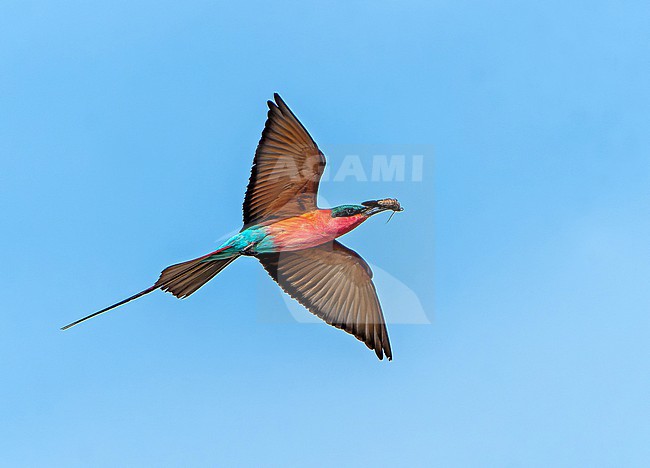Adult Southern Carmine Bee-eater, Merops rubicoides, in flight near colony in Africa. stock-image by Agami/Dani Lopez-Velasco,