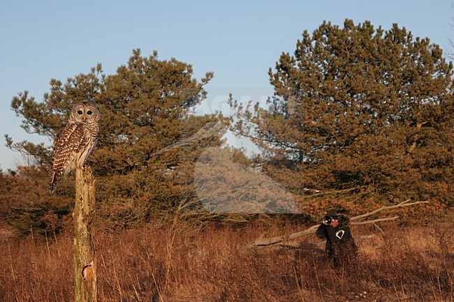 Gestreepte Uil zittend met fotograaf; Barred Owl perched

with Photographer stock-image by Agami/Chris van Rijswijk,