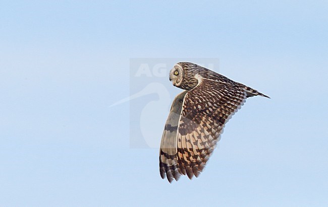 Velduil jagend; Short-eared Owl hunting stock-image by Agami/Markus Varesvuo,