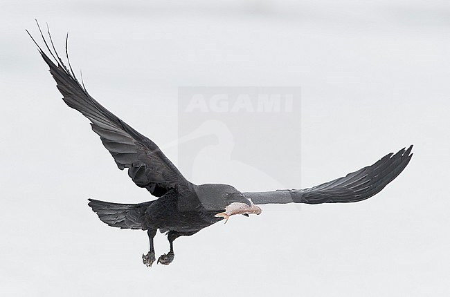 Raven (Corvus corax) Sodankylä Lokka Finland April 2019 stock-image by Agami/Markus Varesvuo,