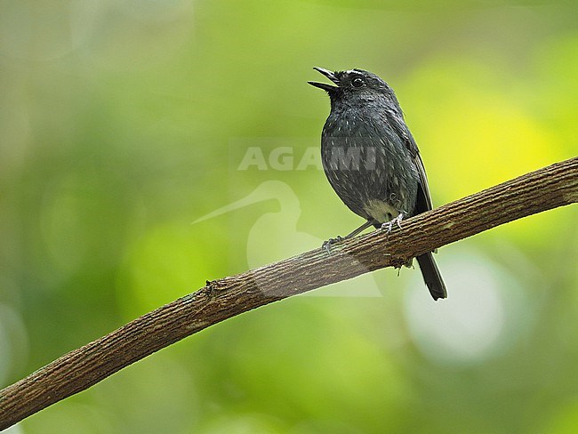 Singing male  Damar flycatcher (Ficedula henrici) in the Banda Sea, Indonesia. stock-image by Agami/James Eaton,