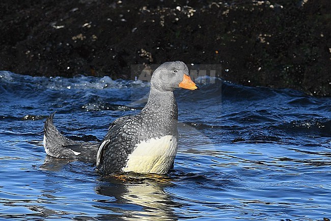 Pair of Fuegian Steamer Ducks (Tachyeres pteneres) in Patagonia, Argentina. stock-image by Agami/Laurens Steijn,