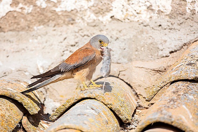 Lesser Kestrel (Falco naumanni) in Spain. Adult male with a mouse in its beak sitting on old barn in Spanish rural area. stock-image by Agami/Oscar Díez,