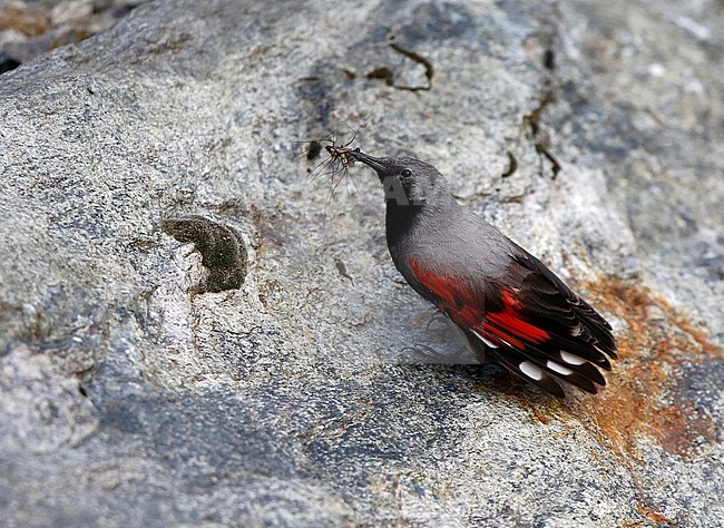 Rotskruiper; Wallcreeper stock-image by Agami/Chris van Rijswijk,