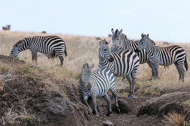 A herd of plains zebras, Equus quagga, on a grass plain. Masai Mara National Reserve, Kenya. stock-image by Agami/Sergio Pitamitz,