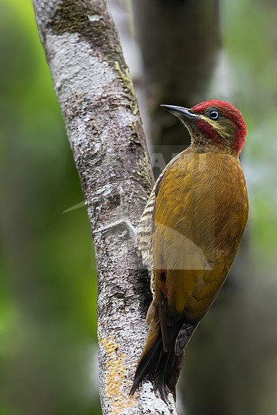 Stripe-cheeked Woodpecker (Piculus callopterus) perched on a branch in a rainforest in Panama. It is uncommon in humid forests in the Panamanian foothills and generally quiet and inconspicuous. stock-image by Agami/Dubi Shapiro,